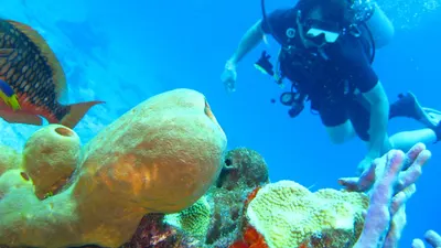 Diving ocean coral hd ocean wallpaper