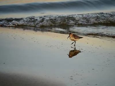 Dunlin bird animal 4k ocean wallpaper
