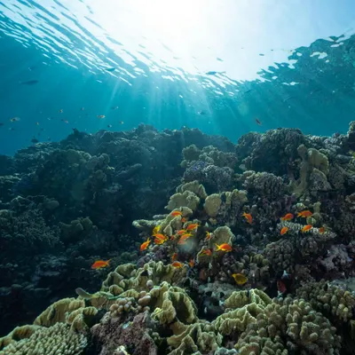 Explore the vibrant underwater world with coral reefs and fish under sunlight in 4k ocean wallpaper