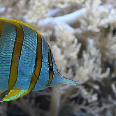 Fish fishes ocean 4k ocean wallpaper