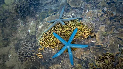 High angle of Linckia laevigata sea stars amidst textured Acropora and colonial  4k ocean wallpaper