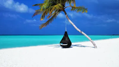 Maldives palm tree hammock 4k ocean wallpaper