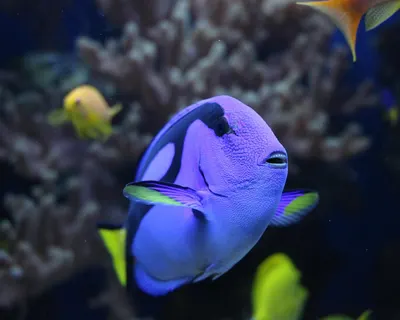 Pallet doctor fish doctor fish underwater 4k ocean wallpaper