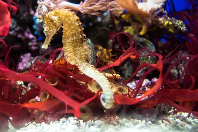 Red nature water 4k ocean wallpaper