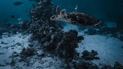 Sea turtle underwater dive 4k ocean wallpaper
