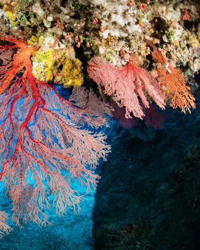 Striking red coral branches in an underwater reef cave, showcasing marine biodiv 4k ocean wallpaper