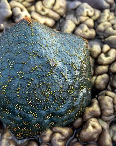 Top view dark coral with yellow spots located on uneven reef in shape of brain i 4k ocean wallpaper