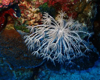 Underwater nature coral 4k ocean wallpaper