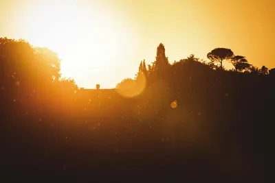 A stunning silhouette of trees against a vibrant golden sunset with lens flare e 4k sunset wallpaper