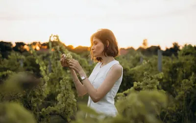 A woman enjoying the sunset while inspecting grapes in a lush vineyard. 4k sunset wallpaper