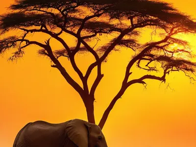 African Savanna Sunset phone sunset wallpaper