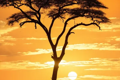 African Savanna Sunset phone sunset wallpaper