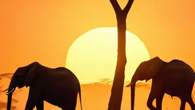 African Savanna Sunset tablet sunset wallpaper