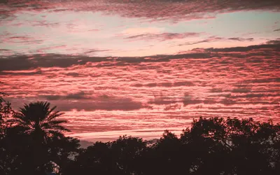 Beautiful pink and orange sunset with palm silhouettes in Honolulu, Hawaii. 4k sunset wallpaper