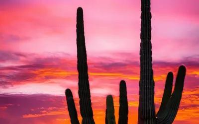 Desert Sunset Saguaro Cactus phone sunset wallpaper