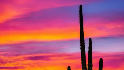 Desert Sunset Saguaro Cactus phone sunset wallpaper