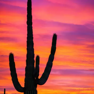Desert Sunset Saguaro Cactus phone sunset wallpaper