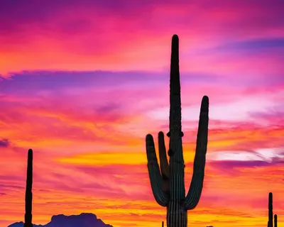 Desert Sunset Saguaro Cactus tablet sunset wallpaper