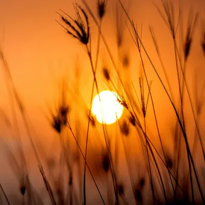 Silhouetted grass against a stunning orange sunset in a rural landscape. 4k sunset wallpaper