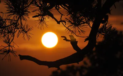 Sunset branches silhouettes 4k sunset wallpaper