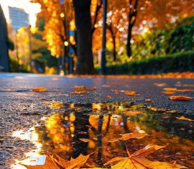 Sunset Reflection Puddle phone sunset wallpaper