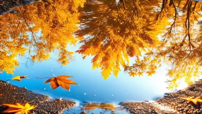 Sunset Reflection Puddle tablet sunset wallpaper