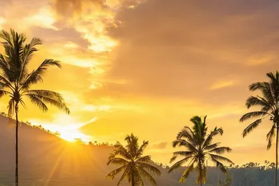 Sunset Rice Terrace Bali phone sunset wallpaper