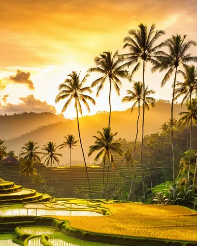 Sunset Rice Terrace Bali phone sunset wallpaper