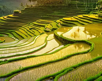 Sunset Rice Terrace Bali tablet sunset wallpaper